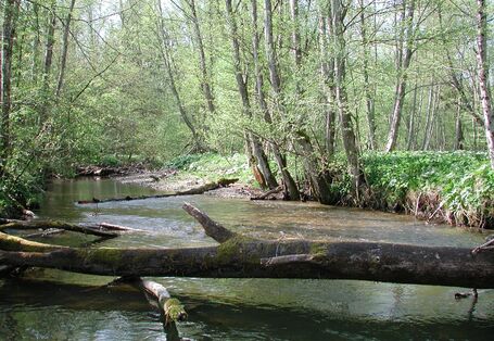 Breiter Fluss, in dem moosbewachsene Baumstämme liegen.