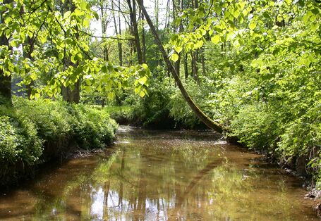 Brauner Fluss mit dichtem, grünem Uferbewuchs