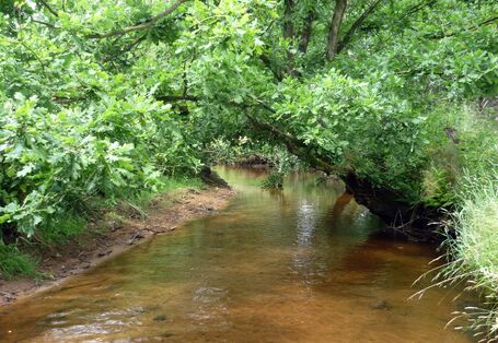 Kleiner Fluss mit klarem Wasser. Der Flussgrund ist schlammig und die Bäume am Ufer wachsen über den Fluss.