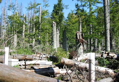Forellenbach_Spruce F1 deadwood with collectors for litterfall and wet deposition