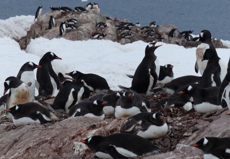 Eselspinguine: Kolonie an der Antarktischen Halbinsel