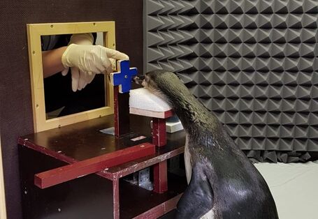 Doktorandin Helen Rößler beim Training der Pinguine in der Schallkammer im Meeresmuseum in Stralsund