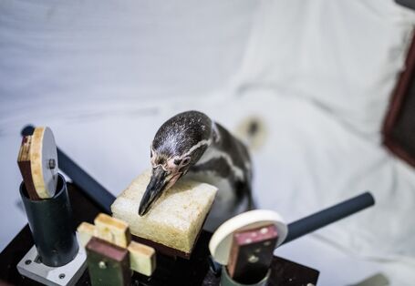 Pinguin, der trainiert auf Station stillzuhalten