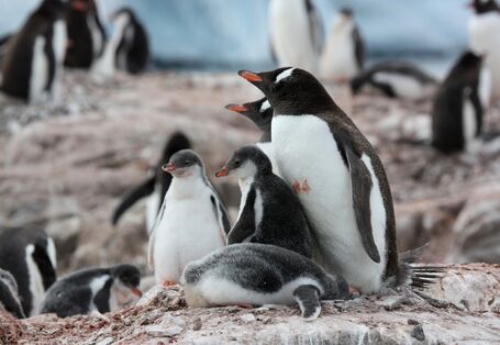 Eselspinguin mit Küken in der Antarktis