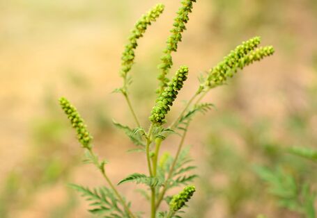 Eine Ambrosia-Pflanze blüht