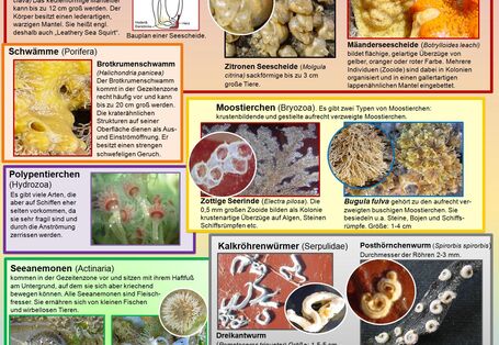 Bewuchsformen im Salzwasser