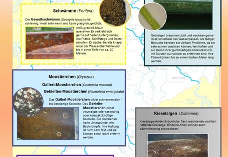 Bewuchsformen im Süßwasser