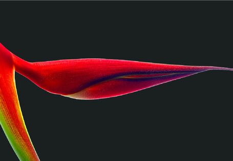 Ein Foto einer Blume