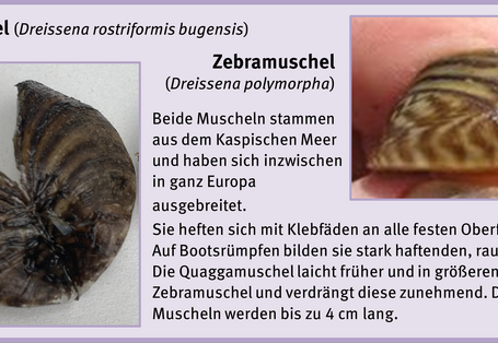 Bewuchsatlas: Muscheln Brackwasser