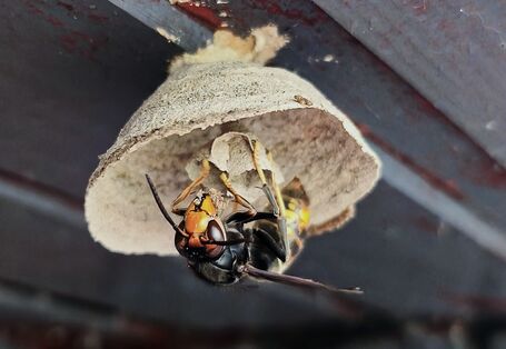 Eine Hornissenkönigin an einem Nest