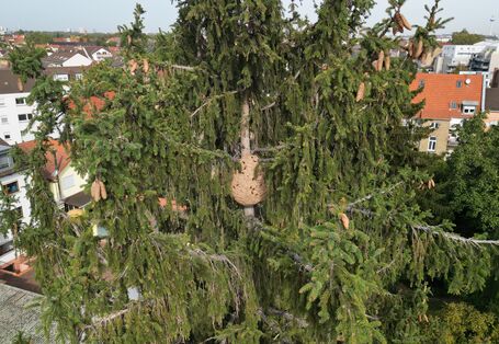 Asiatische Hornisse: Sekundärnest im Baum