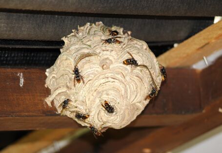 Asiatische Hornisse: Primärnest