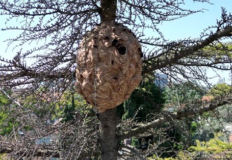Ein Nest der asiatischen Hornisse