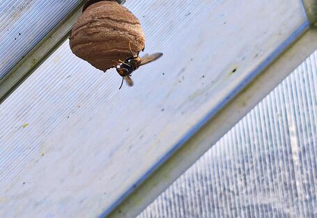 Eine Hornisse und ein Nest