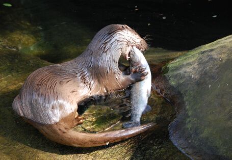 Foto: Ein Fischotter frisst einen Fisch.