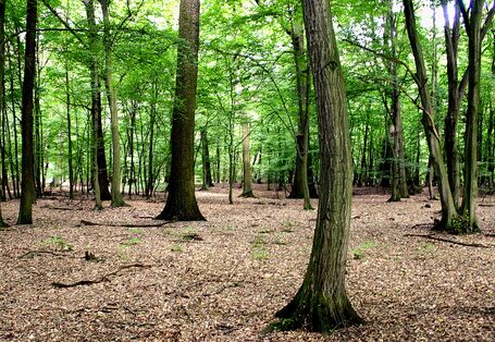 Ein Buchenwald mit grünem Blätterdach und Laub auf dem Waldboden.