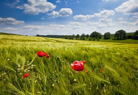 Eine Rapsblüte vor blauem Himmel