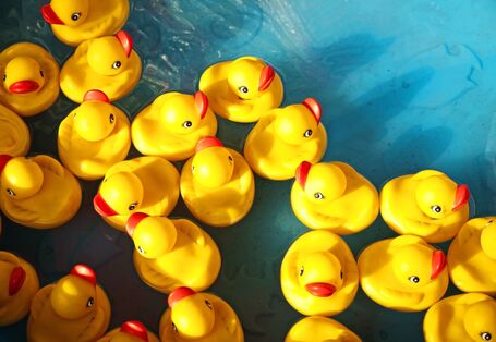 Yellow rubber ducks