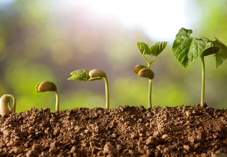 Wachstumsphasen einer Pflanze vom Keimling bis zur Pflanze