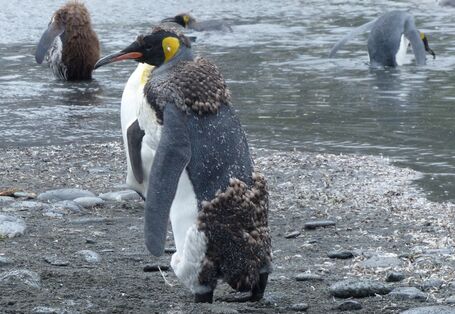 Ein Jungtier und ein ausgewachsener Königspinguine in der Subantarktis