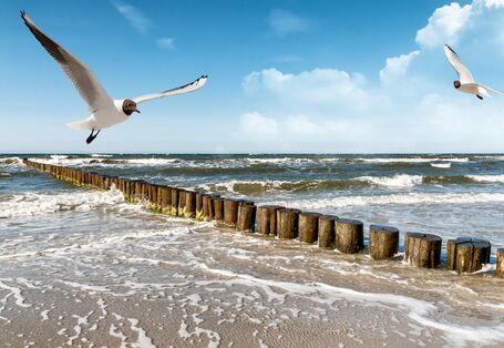 Eine Möwe fliegt über einem Strand in der Sonne.