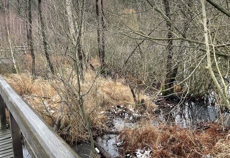 Moorlandschaft im Winter, Moore sind wichtige Kohlenstoffspeicher