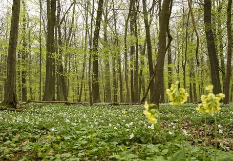 Ein Wald im Frühling.
