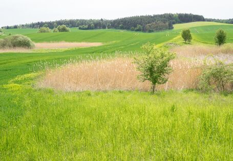Ein Feld und ein Baum