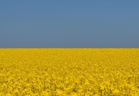 Ein Rapsfeld unter blauem Himmel