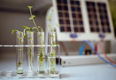 Pflanzen in einem Reagenzglas