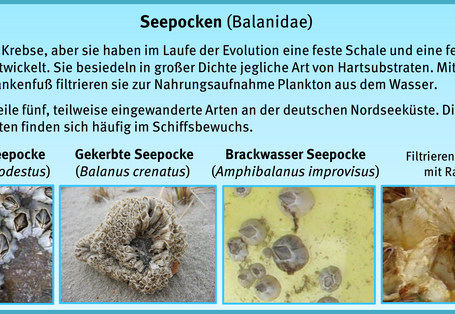 Bewuchsatlas: Seepocken