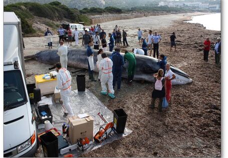 Stranded whale at the beach