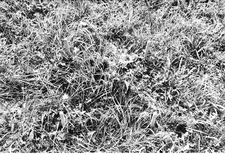 2 Fotos der Arbeitsfläche, vorher Wiese, nachher ausgehobenes Loch