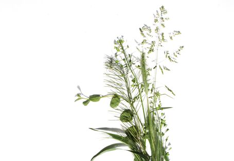 Foto: herbizidresistente Pflanze