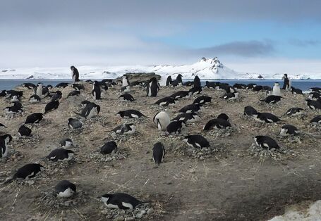 The retreat of the Antarctic sea ice is also a threat to chinstrap penguins 