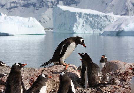 Gentoo penguins thrive especially well along the Antarctic Peninsula.