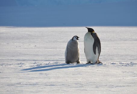 The emperor penguin is the largest of all penguin species