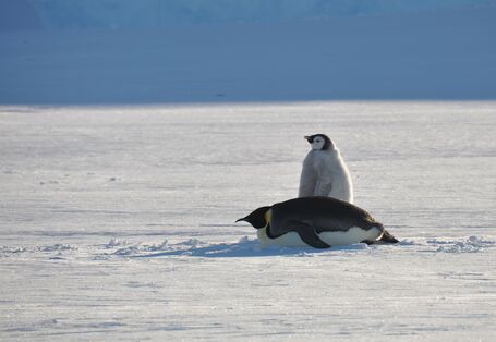 Ein erwachsener Kaiserpinguin und sein Junges stehen neben einander auf dem Eis. 
