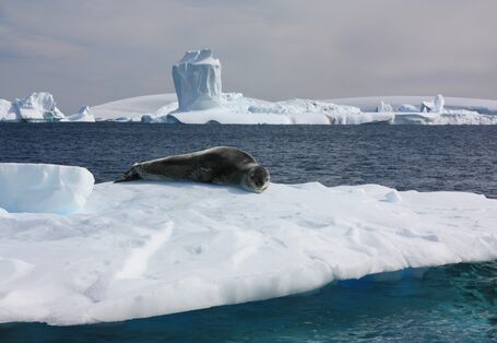 The sea leopard is one of six seal species which live in the Antarctic.