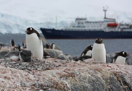 Im Vordergrund sieht man ausgewachsene Pinguine mit ihren Jungen. Im Hintergrund fährt ein Kreuzfahrtschiff vorbei. 