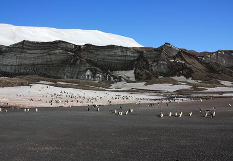 Im Vordergrund läuft eine große Gruppe Pinguine auf die Kamera zu. Im Hintergrund sieht man Berge.