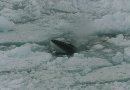 The minke whale feeds on krill under the ice in the Antarctic.