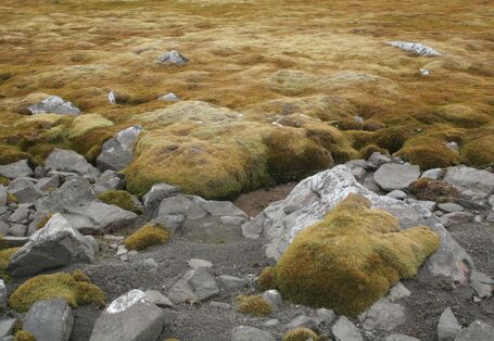 Mosses make up the principal element of Antarctic vegetation in many areas