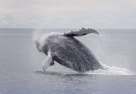 humpback whale 