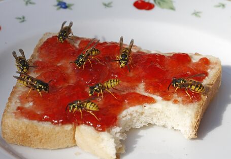 Acht Wespen sitzen auf einem Marmeladenbrot. 