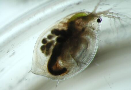 Ein Wasserfloh in einem Glasgefäß von ganz nah photographiert. sein Körper ist durchsichtig, sodass man sein Inneres sehen kann. 
