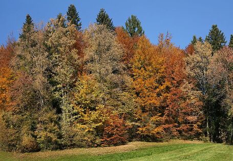 Mischwälder sind widerstandsfähiger gegenüber extremen Wettern und Schädlingen