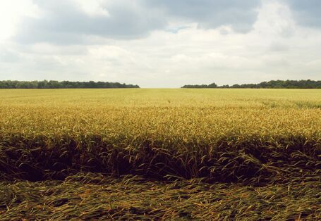 Angepasste Getreidesorten halten Trockenheit und Hitze besser aus.