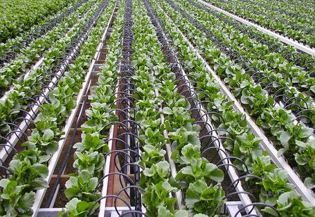Tropfbewässerung spart Wasser beim Salatanbau