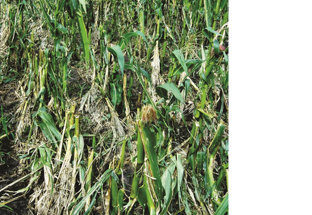 Hagelschaden auf Maisfeld